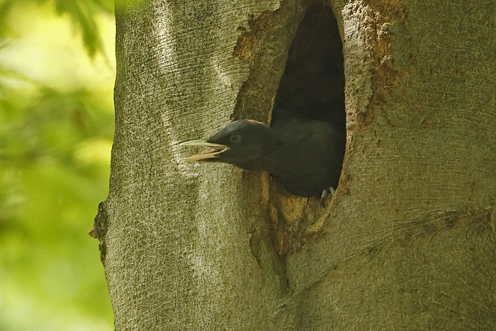 Dryocopus martius Zwarte Specht Black Woodpecker